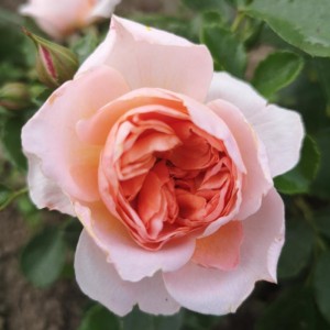 SWEET JESSICA (floribunda)